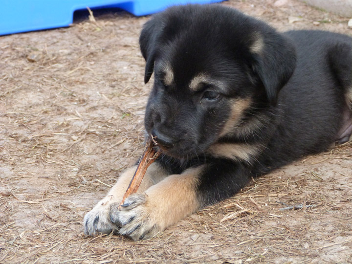 chinook dog